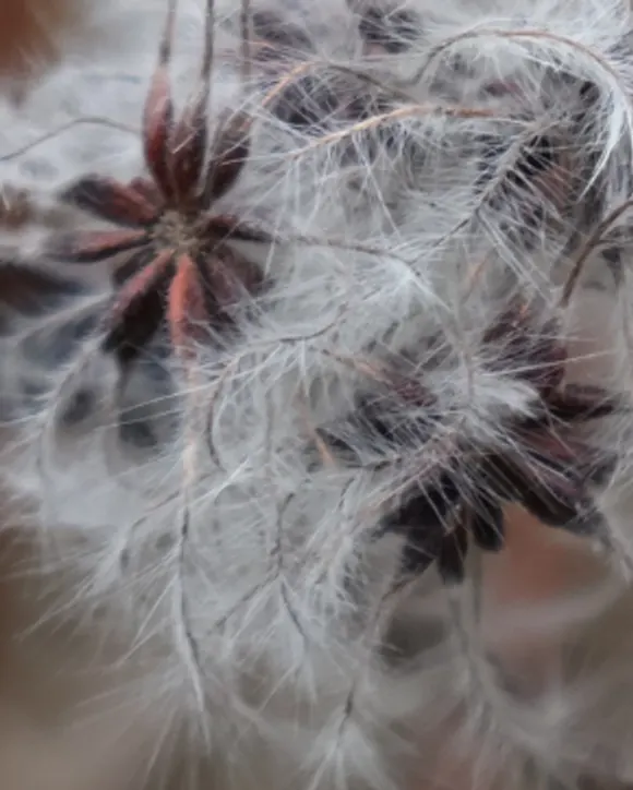 Clematis going to seed, photographed close — feathery white seedheads on rust-brown stems