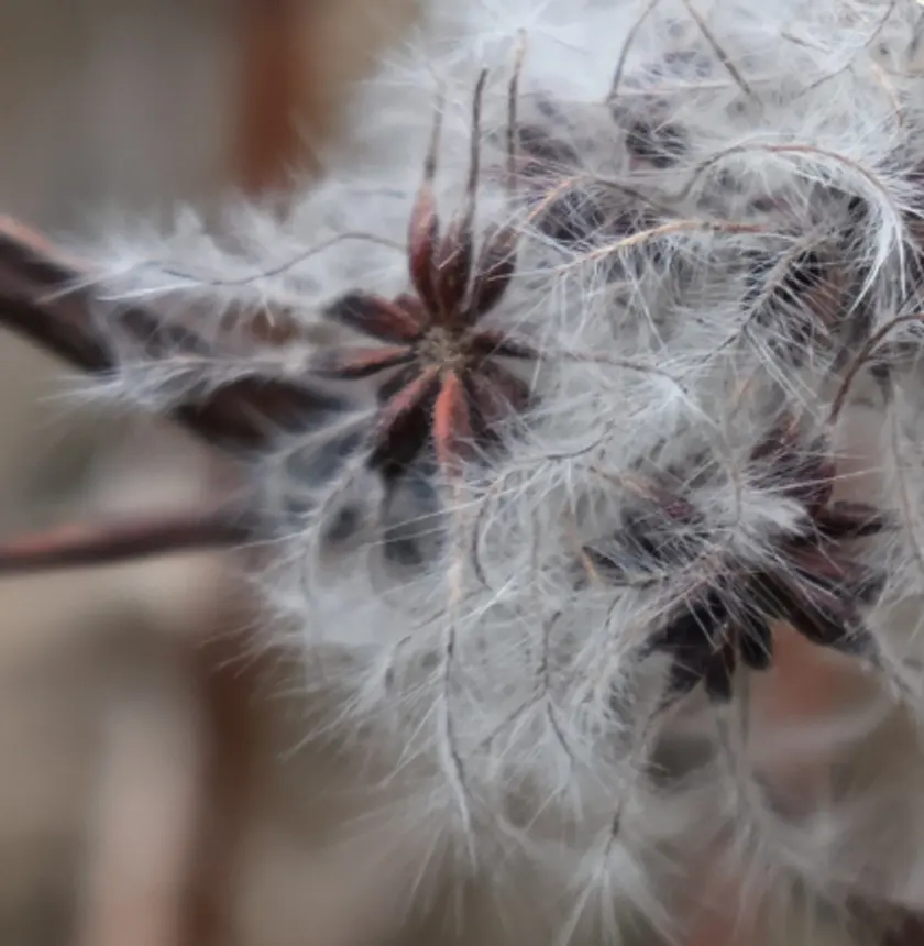 Clematis going to seed, photographed close — feathery white seedheads on rust-brown stems